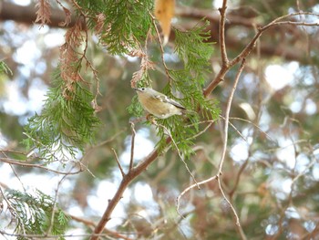 Goldcrest 埼玉県 Mon, 12/18/2023