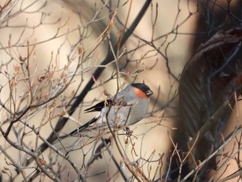 Eurasian Bullfinch(rosacea) 埼玉県 Fri, 1/5/2024