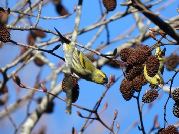 Eurasian Siskin 埼玉県 Fri, 1/5/2024