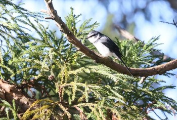 Fri, 1/5/2024 Birding report at Yatoyama Park