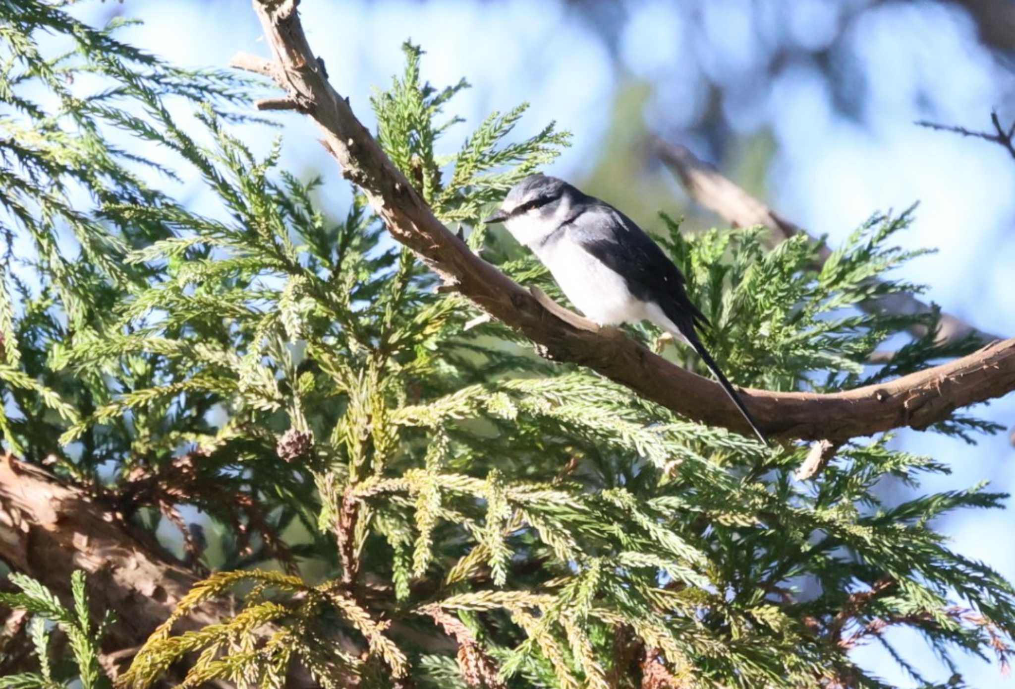 Ryukyu Minivet