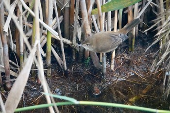 チュウヨシキリ シドニータロンガ動物園 2018年7月2日(月)