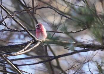 Fri, 1/5/2024 Birding report at 岡谷林道