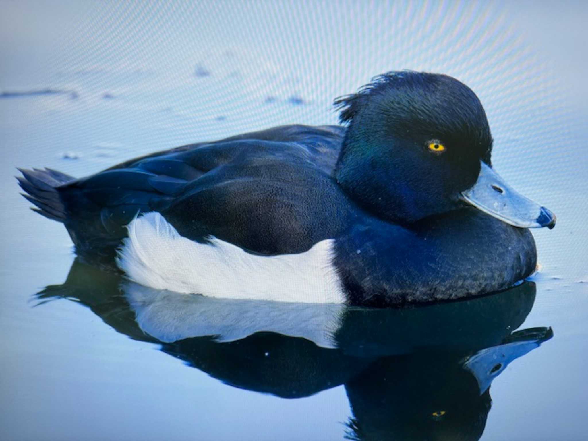 石神井公園 キンクロハジロの写真 by ゆるゆるとりみんgoo