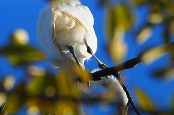 ダイサギ 野川 2018年10月29日(月)