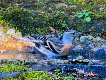 2024年1月5日(金) 光が丘公園の野鳥観察記録