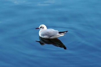 Black-headed Gull 平潟湾 Fri, 1/5/2024