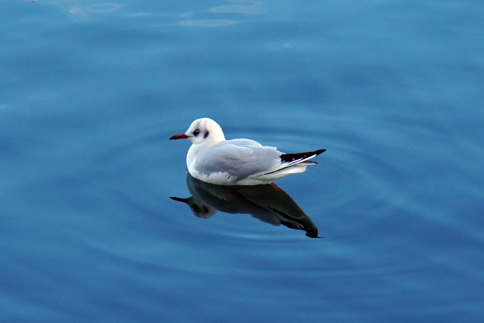 Photo of Black-headed Gull at 平潟湾 by sinbesax