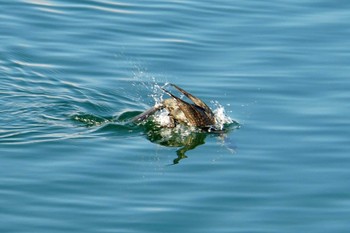 カワウ 平潟湾 2024年1月5日(金)