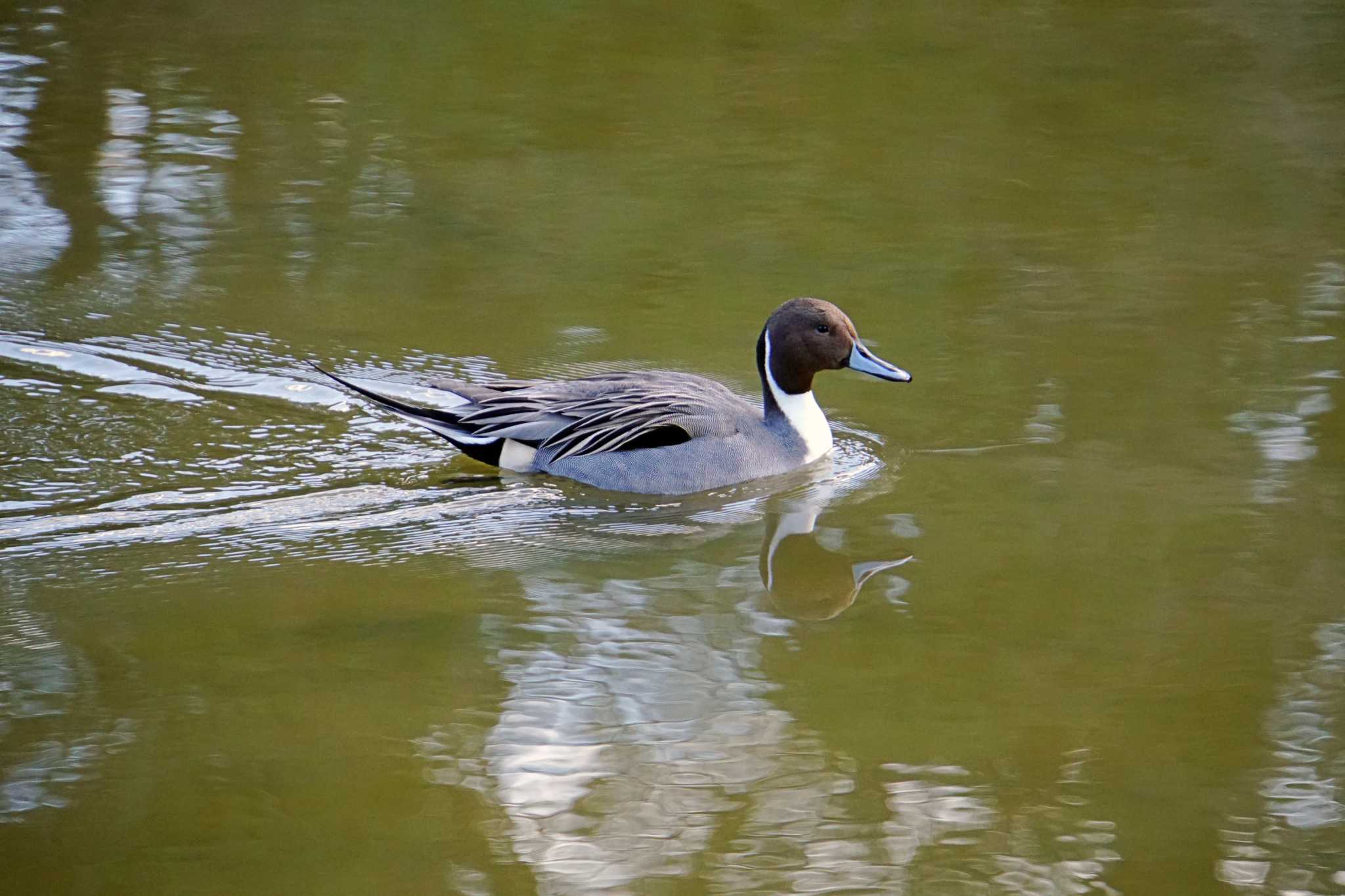 Photo of Northern Pintail at 称名寺 by sinbesax