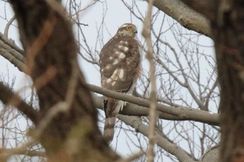 Eurasian Sparrowhawk 熊谷市 Tue, 1/2/2024