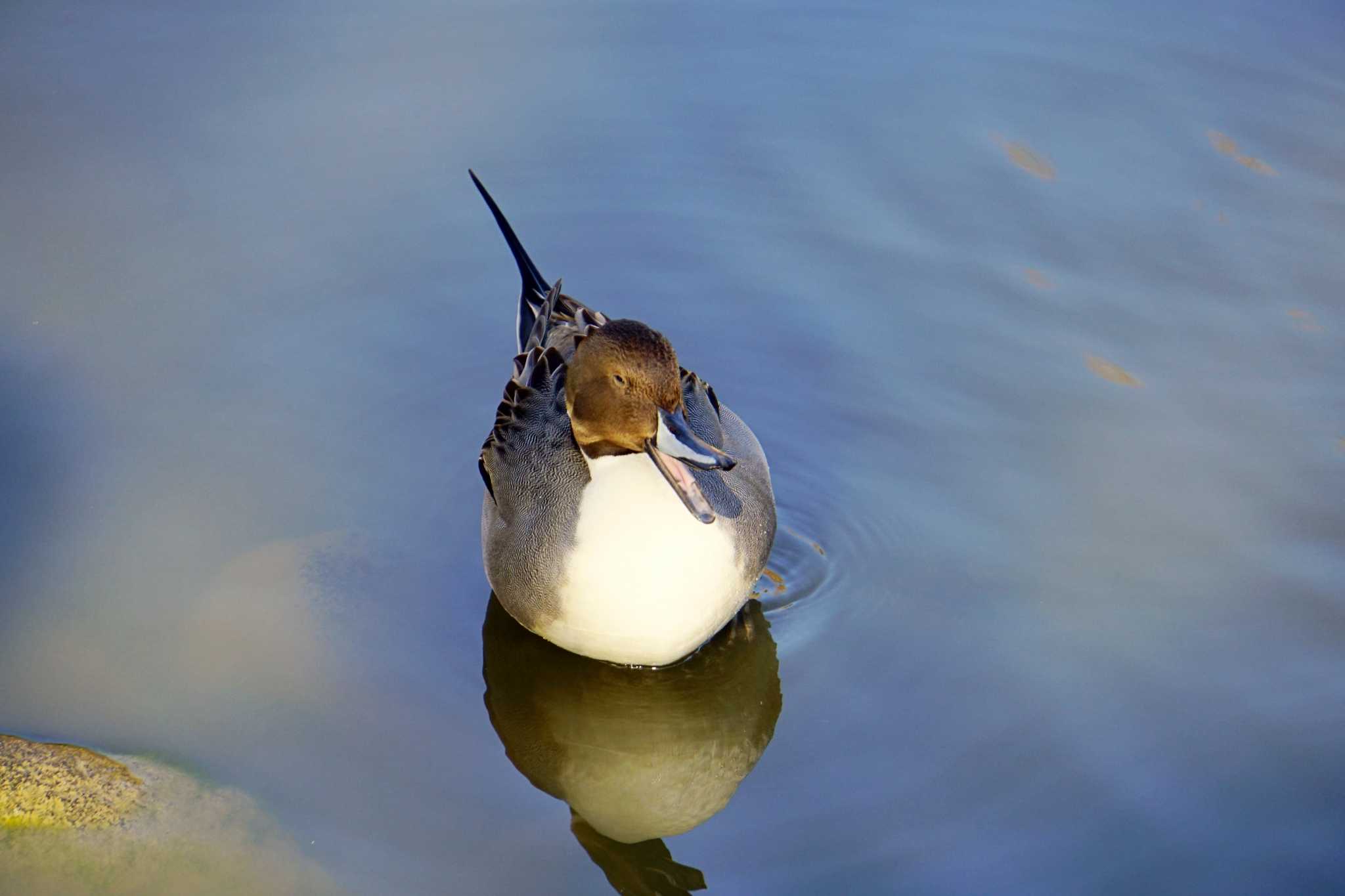 Photo of Northern Pintail at 称名寺 by sinbesax