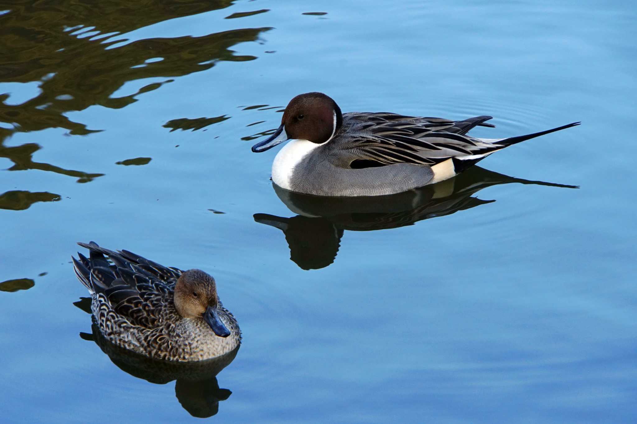 Photo of Northern Pintail at 称名寺 by sinbesax