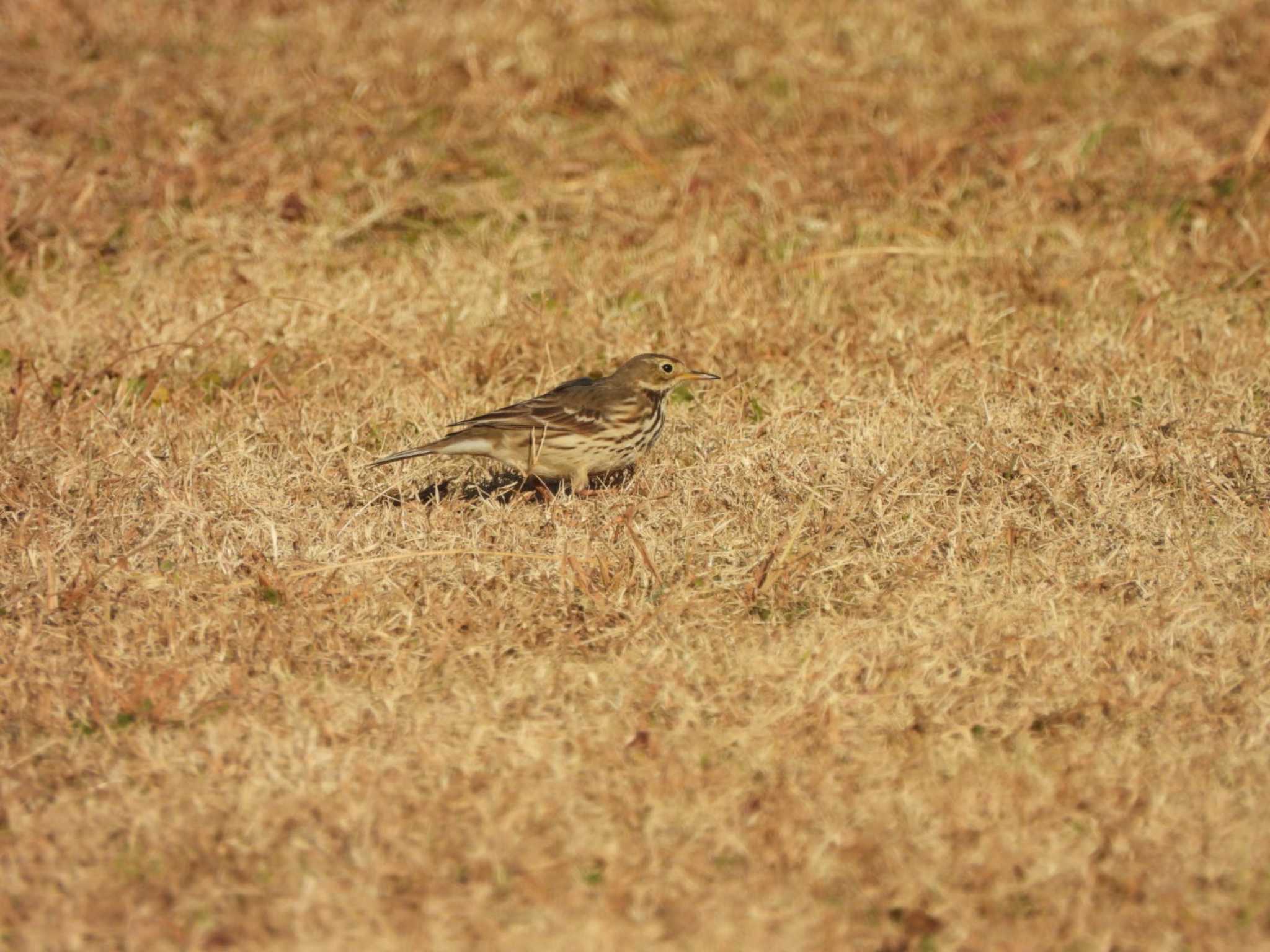 Photo of Water Pipit at 多摩川(ガス橋付近) by ミサゴ好き🐦