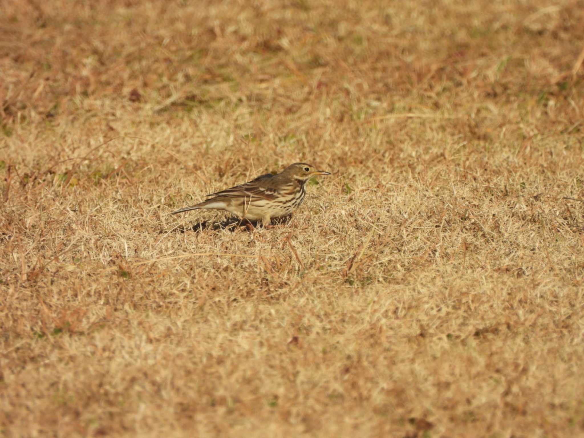 多摩川(ガス橋付近) タヒバリの写真 by ミサゴ好き🐦