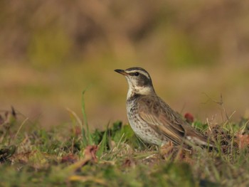 Fri, 1/5/2024 Birding report at 多摩川(ガス橋付近)