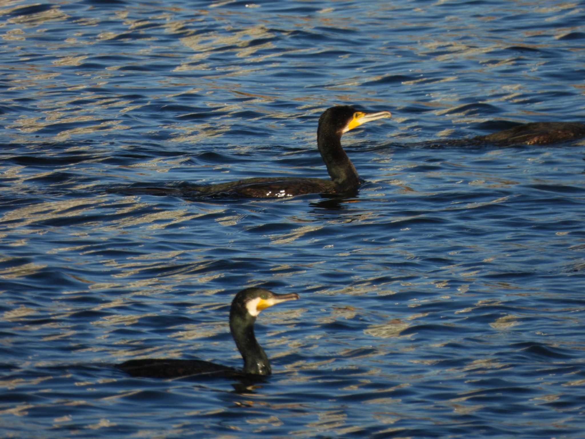 Photo of Great Cormorant at 多摩川(ガス橋付近) by ミサゴ好き🐦