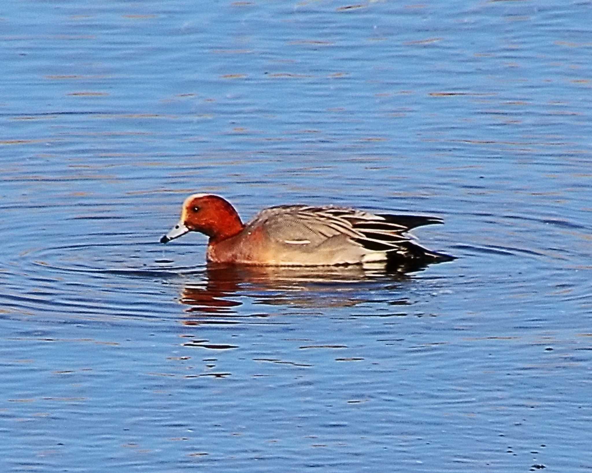 Photo of Eurasian Wigeon at 男里川 by Ken Mimura