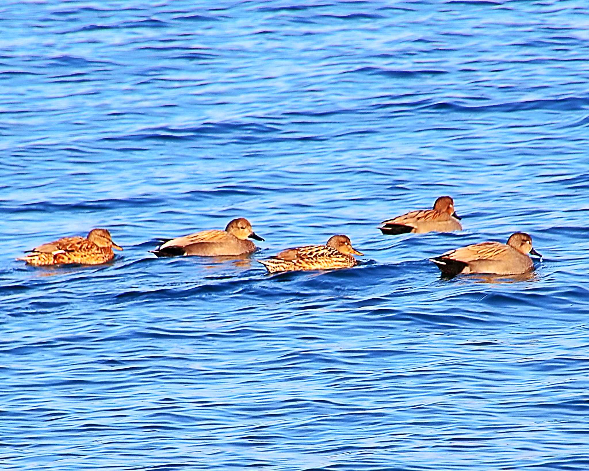 Photo of Gadwall at 男里川 by Ken Mimura