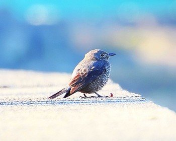 Blue Rock Thrush 男里川 Fri, 1/5/2024