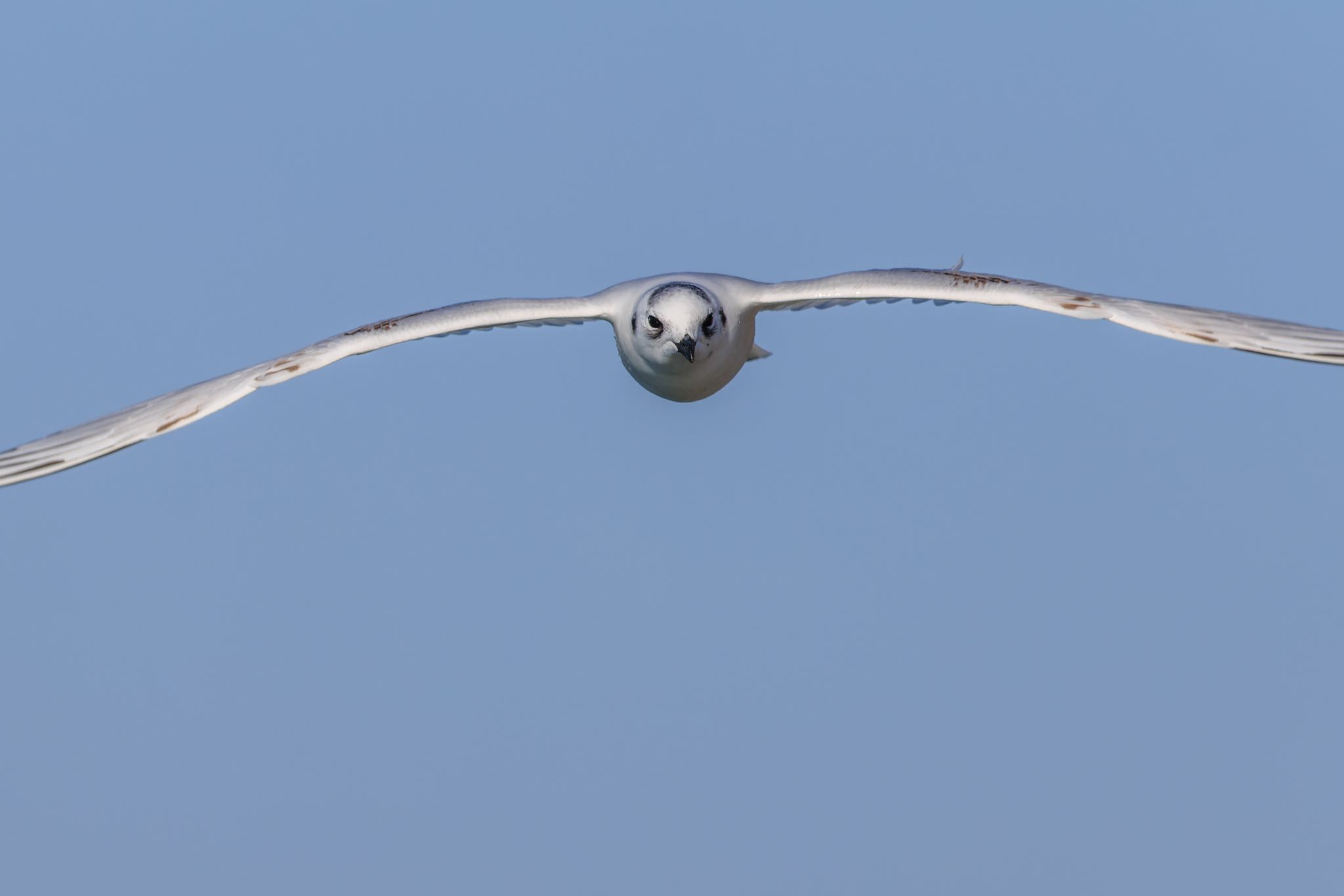 Photo of Saunders's Gull at 稲永公園 by アカウント5104