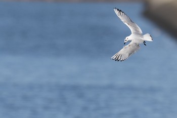 Saunders's Gull 稲永公園 Tue, 1/2/2024