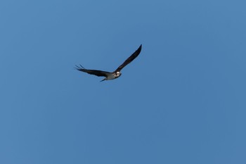 Osprey 稲永公園 Tue, 1/2/2024