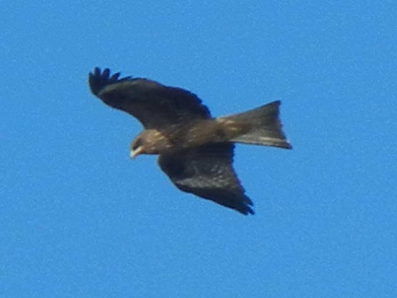 Photo of Black Kite at 茨戸川緑地 by アッキ@道央民