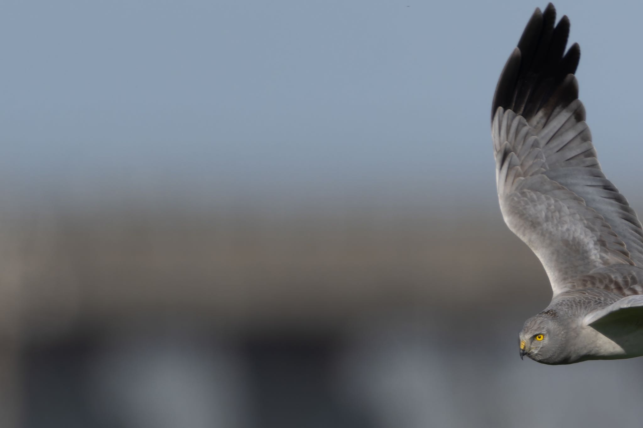 Photo of Hen Harrier at  by アカウント5104