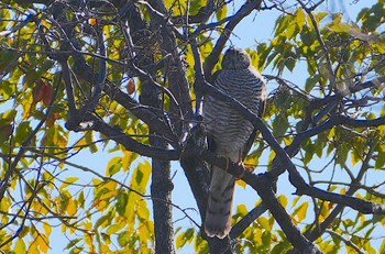 Fri, 1/5/2024 Birding report at 万代池