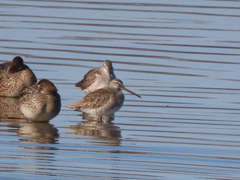 2023年12月29日(金) 伊佐沼の野鳥観察記録