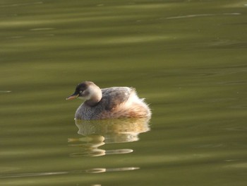 Sat, 12/30/2023 Birding report at 橿原神宮