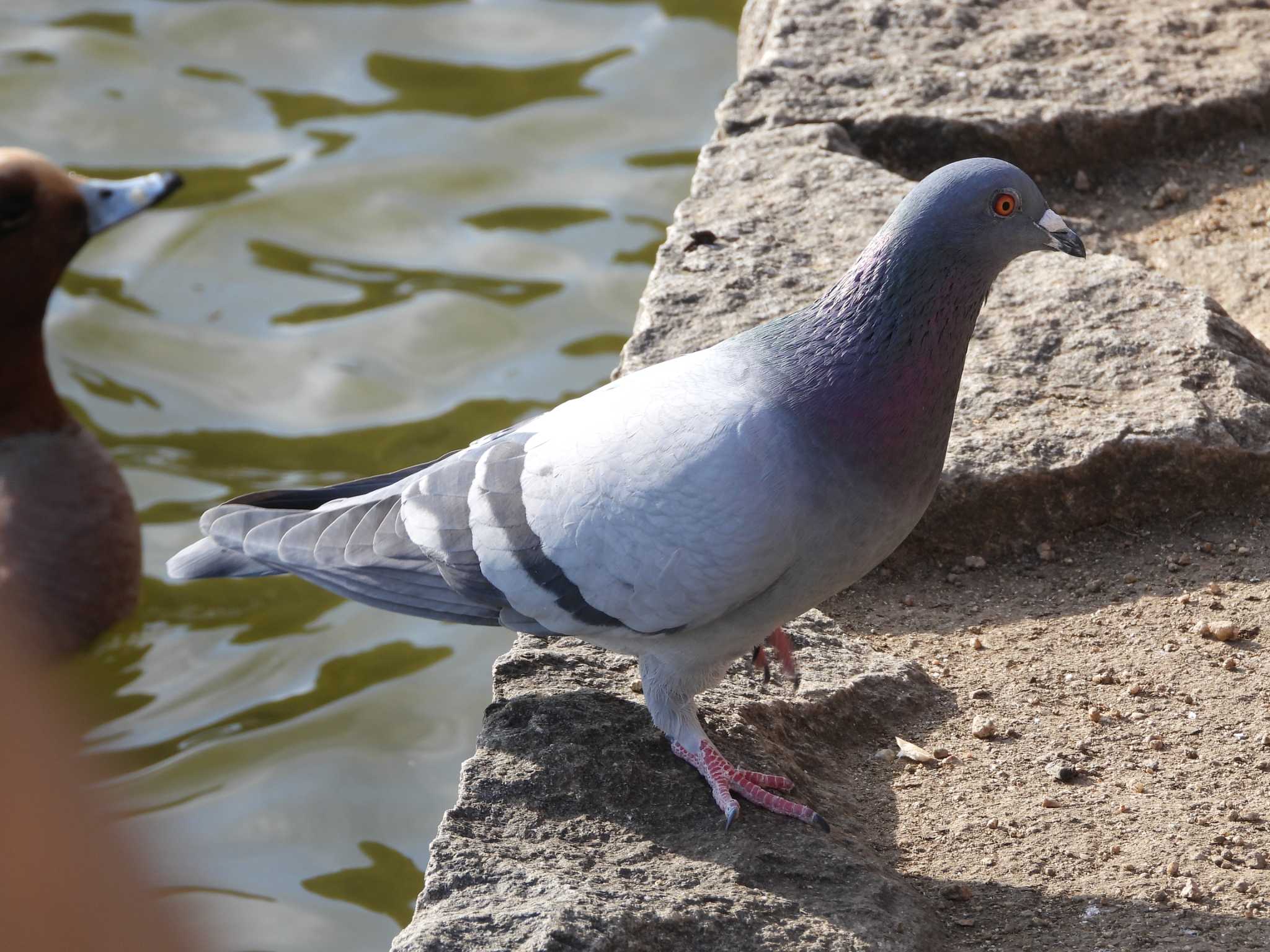 Rock Dove