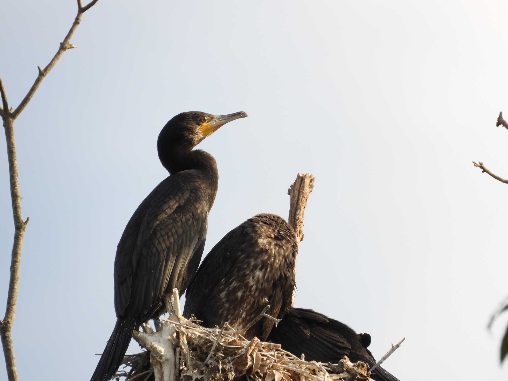 Great Cormorant