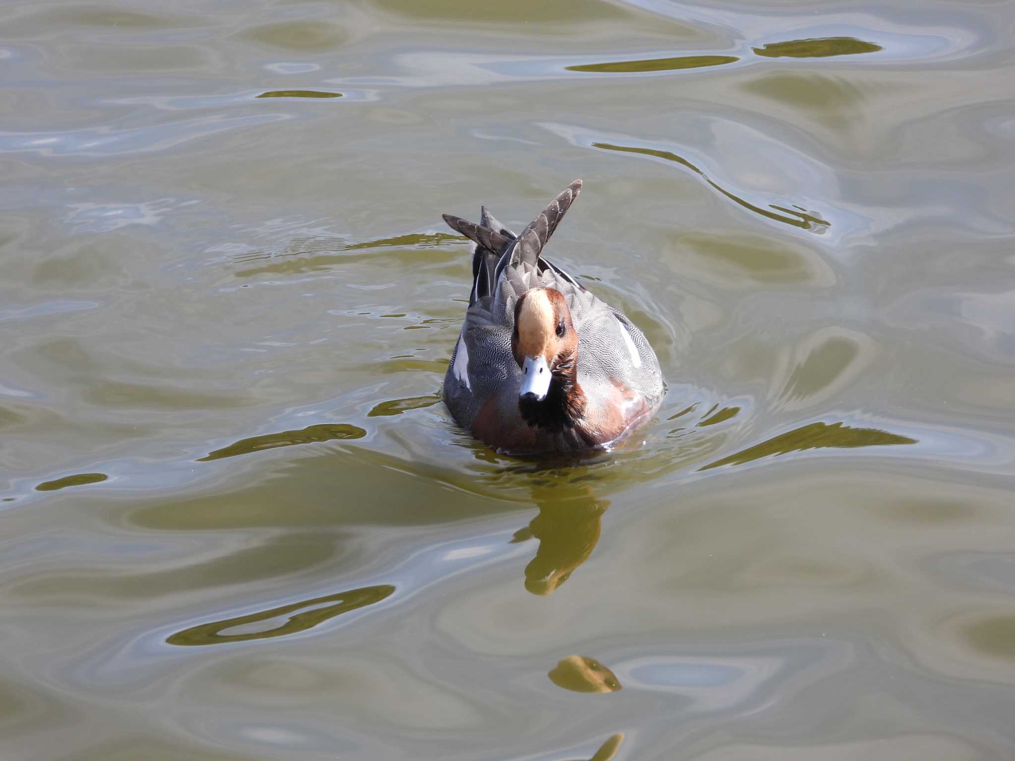 Eurasian Wigeon