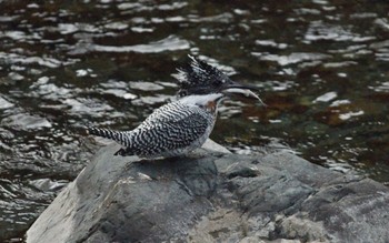 Crested Kingfisher Unknown Spots Unknown Date