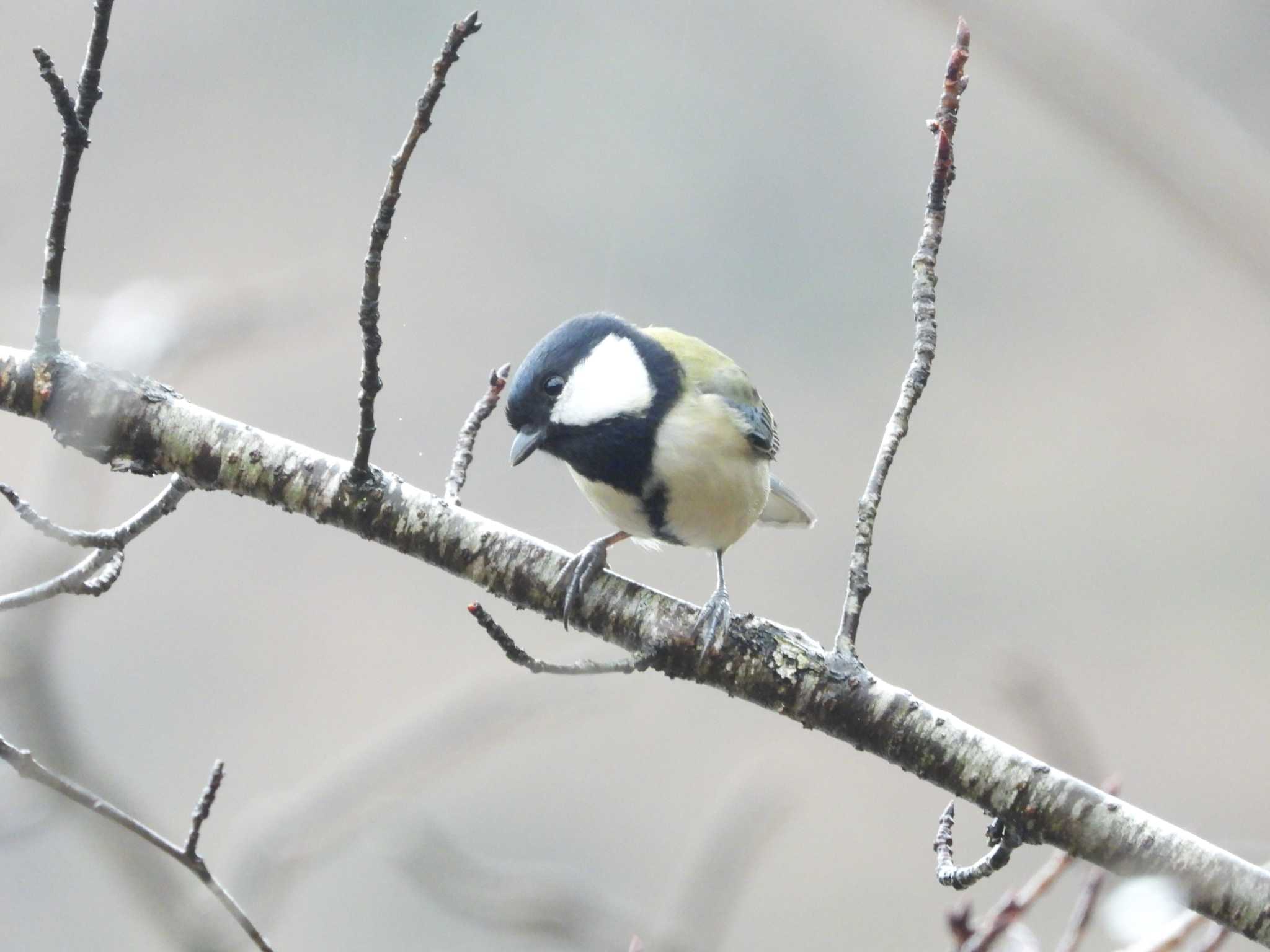 シジュウカラ