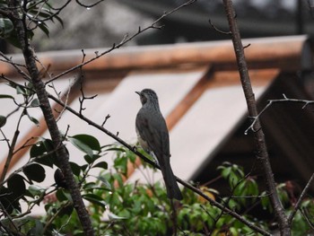 2023年12月31日(日) 長谷寺(奈良県)の野鳥観察記録