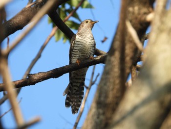 Oriental Cuckoo 三ツ又沼ビオトープ 埼玉県上尾市 Sat, 10/28/2023