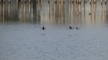 Thu, 1/4/2024 Birding report at 奈良市水上池