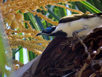 Blue-faced Honeyeater Scarborough, QLD, Australia Fri, 12/29/2023