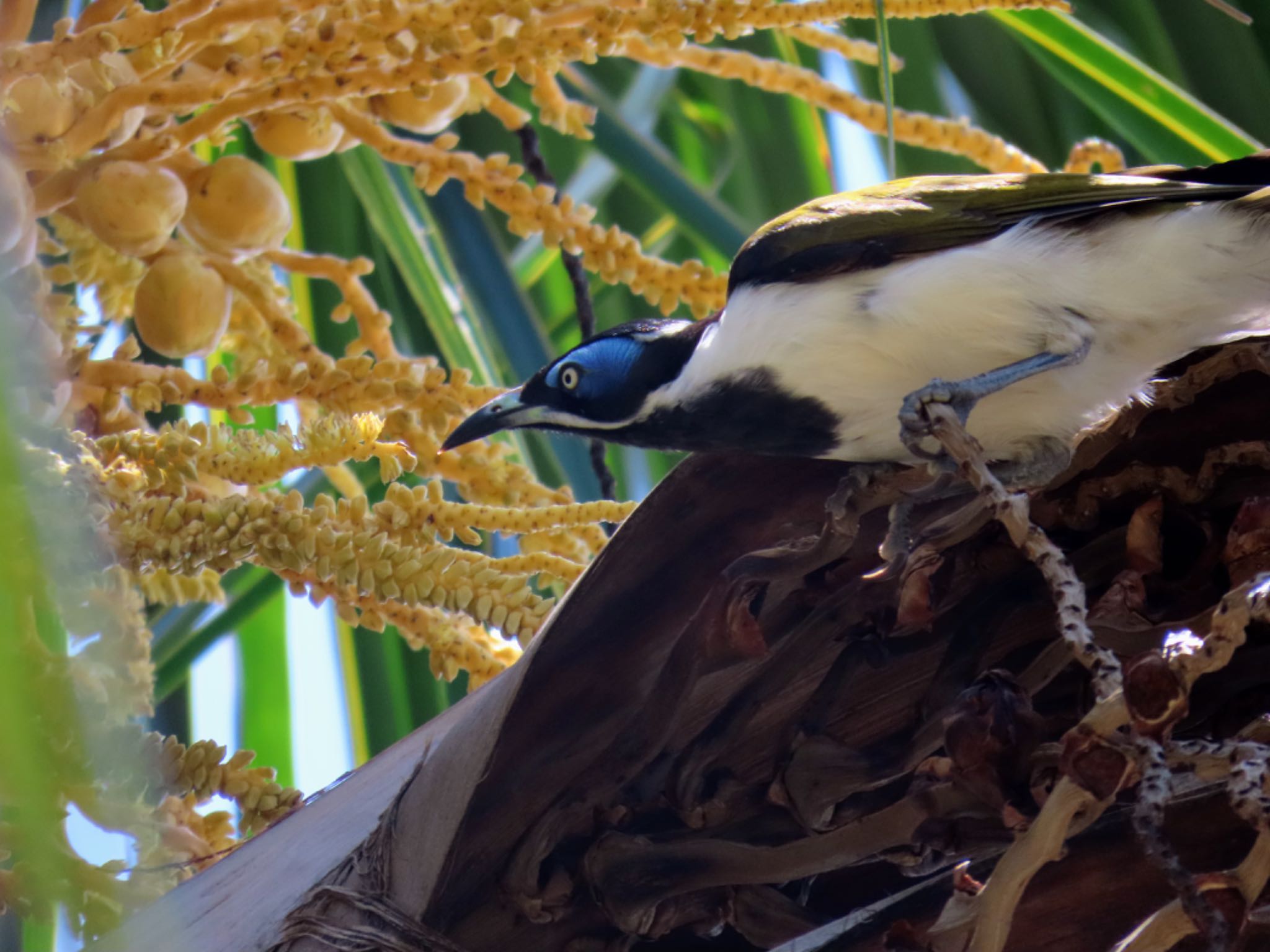 Scarborough, QLD, Australia アオツラミツスイの写真 by Maki