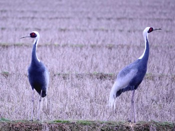 White-naped Crane Izumi Crane Observation Center Wed, 1/3/2024