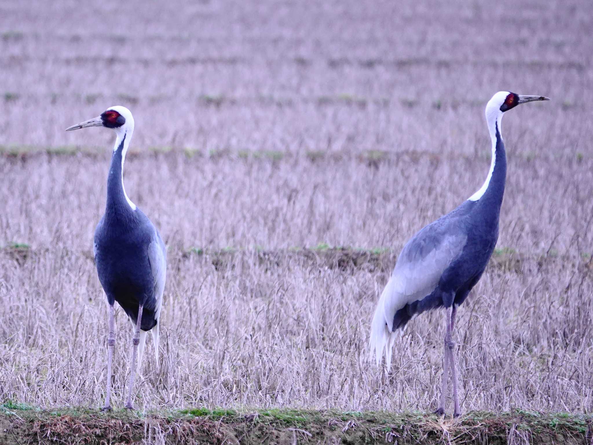 Photo of White-naped Crane at Izumi Crane Observation Center by dalidalida