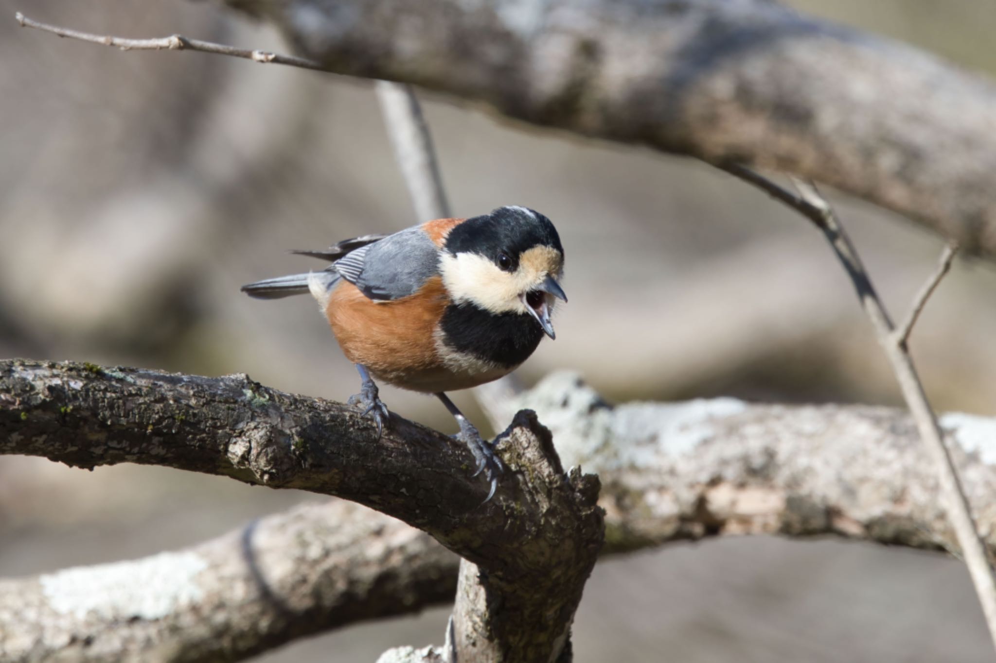 Photo of Varied Tit at 馬見丘陵公園 by アカウント15049