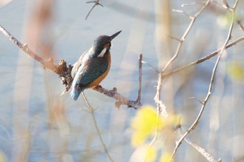 Common Kingfisher 馬見丘陵公園 Fri, 1/5/2024