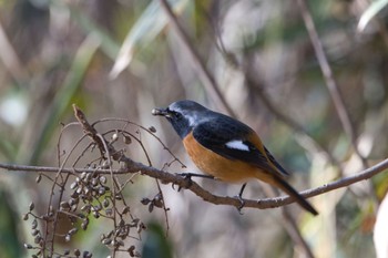 Daurian Redstart 馬見丘陵公園 Fri, 1/5/2024