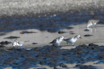 ミユビシギ ふなばし三番瀬海浜公園 2024年1月4日(木)