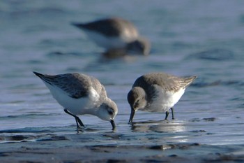 ミユビシギ ふなばし三番瀬海浜公園 2024年1月4日(木)