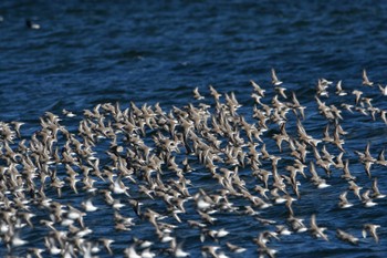 ハマシギ ふなばし三番瀬海浜公園 2024年1月4日(木)